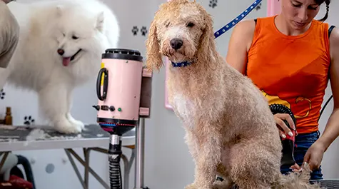 Learn to groom your own dog and save money